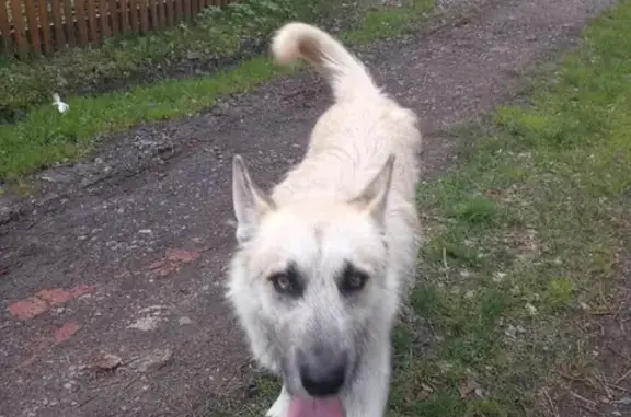Собака найдена в СНТ Лесовод, контакты в объявлении.