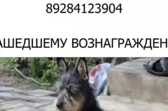 Пропала собака Терьер помесь на ул. Венеры Павленко, 61, Кореновск