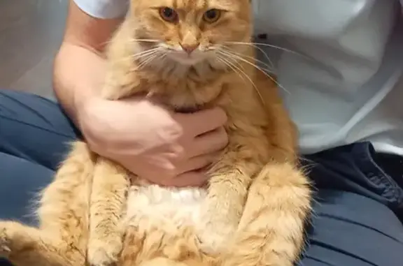 Кошки потеряшки, Воскресенский, фото: Потеряшка кошка Томик на Садовой улице, 19.