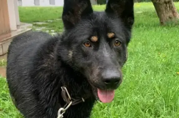 Найдена собака около Люблинского пруда, ищем хозяина
