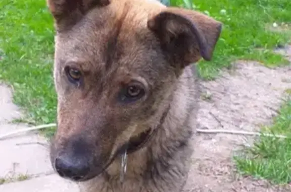 Собака серого окраса найдена в Добрея Снт, Московская область.