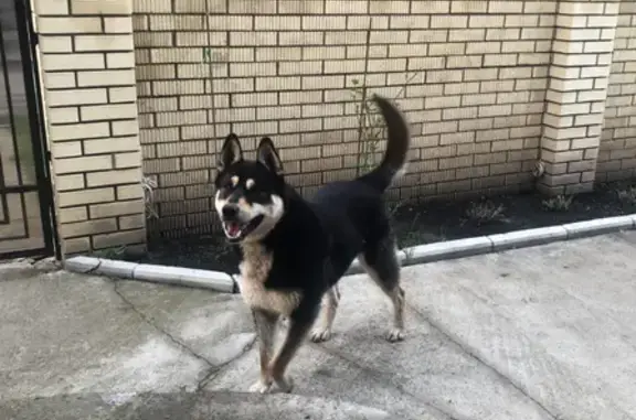 Найден молодой пёс на Каштановой, Новопольское
