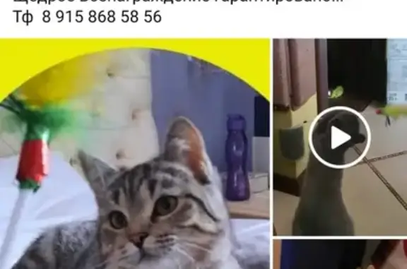 Пропала кошка в Тамбове на ул. Магистральная