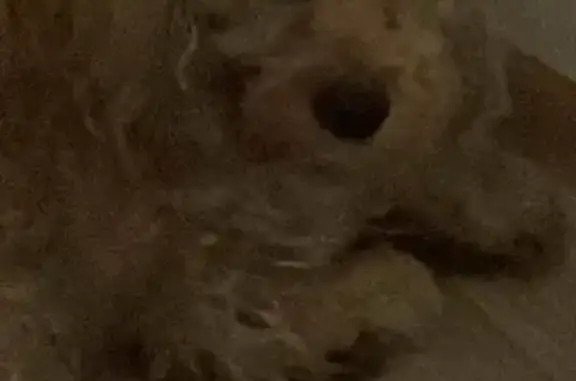 Найден пёсик возрастом 1 год в районе метро Звездная, СПб