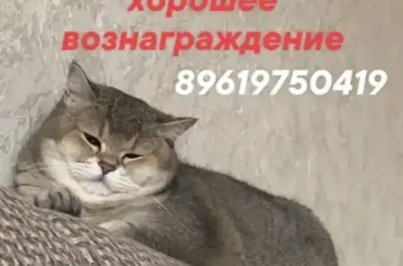 Пропала британская кошка возле Храма Владимира, ул. Генерала Епишева, 4, Астрахань