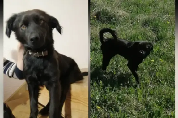 Пропала собака в Горном Щите, Свердловская область
