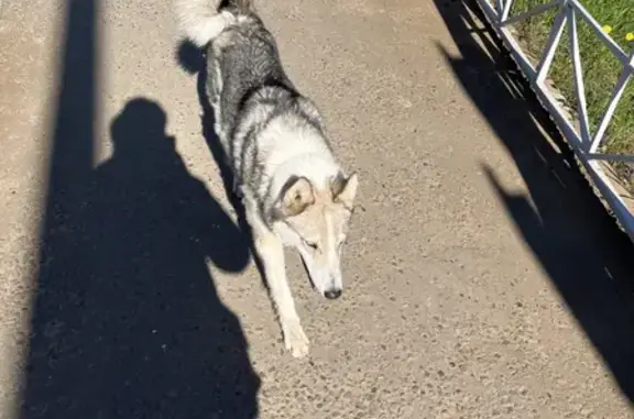 Найдена молодая ласковая собачка в Электроуглях (Московская область)
