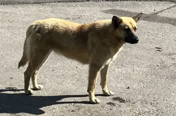 Найдена домашняя собака в Октябрьском (41 символ)