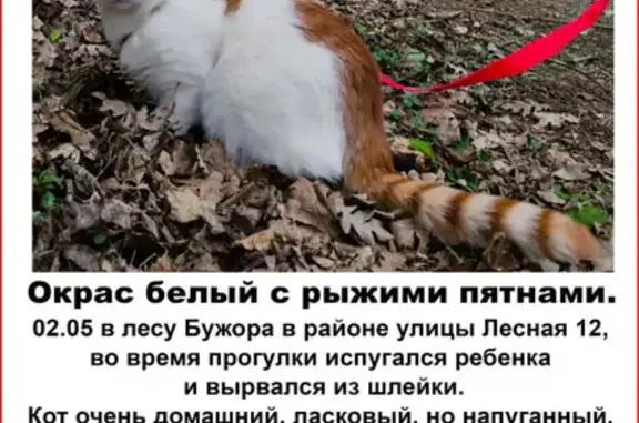 Пропал кот Тимоша в районе Бужора, Анапа 🐱