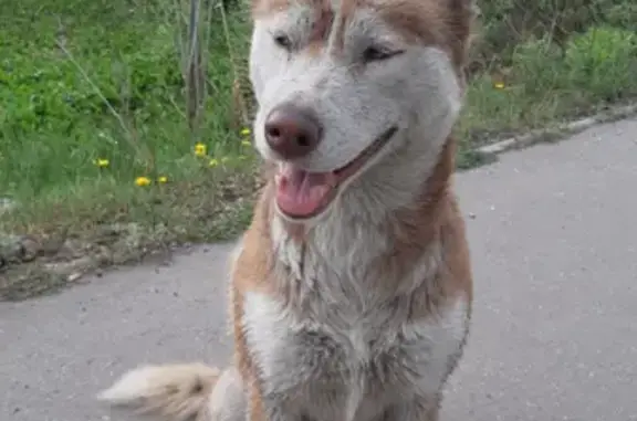 Собака Хаски найдена на улице Беляева, 2