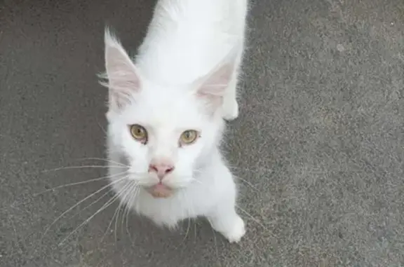 Найден белый кот Мейн-кун на Западном обходе, Краснодар.