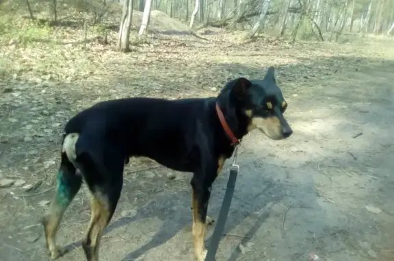 Пропала собака Лёлик на Солнечной, Братск