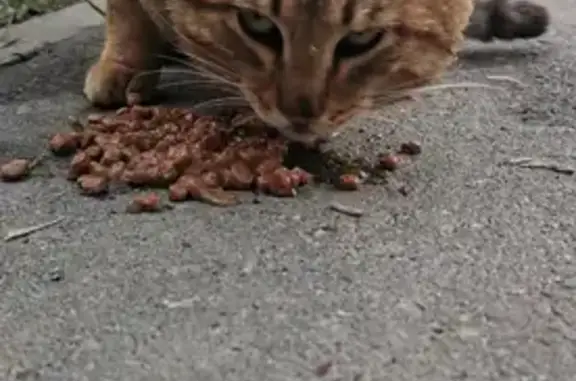 Найдена кошка на улице Серова 5, Казань.