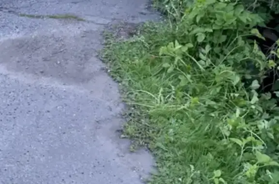 Собака найдена на улице Нулл Д. Внуково, 20, Москва.