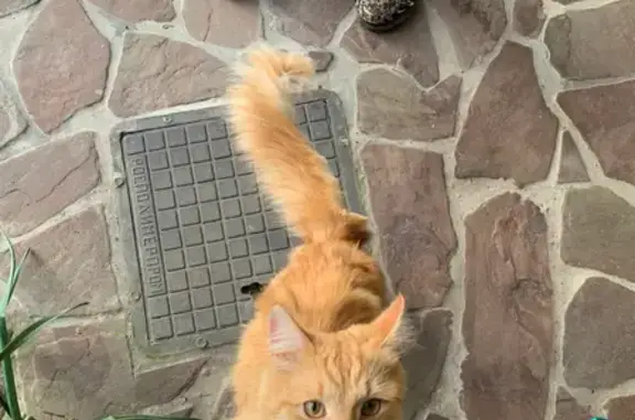 Найдена кошка в Анапе, Краснодарский край