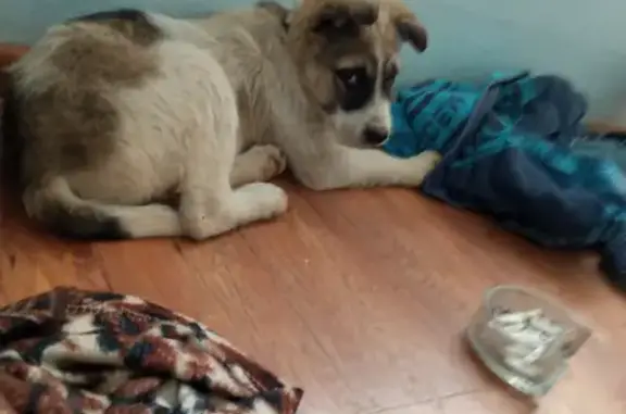 Собака с ошейником найдена на улице Рашпилевской, Краснодар