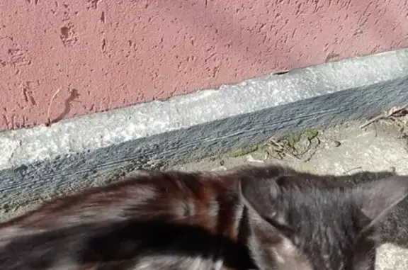 Пропал кот с улицы Лермонтова, 67, Ставрополь