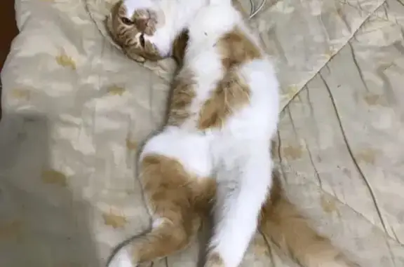 Кошки потеряшки, Армавир, фото: Потеряшка кот Рикки на улице Желябова, Армавир.