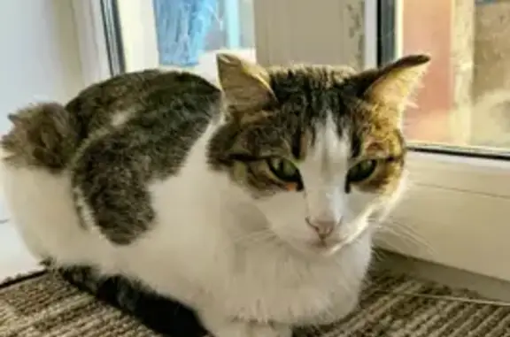 Потерянные животные Курган, фото: Пропал кот Костя на ул. Горяева, 22 в Кургане