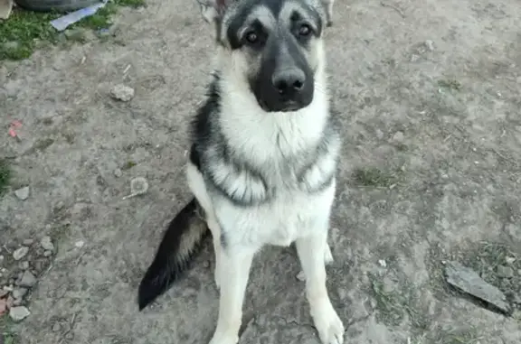 Пропала собака Рекс в Драгунском, Белгородская область