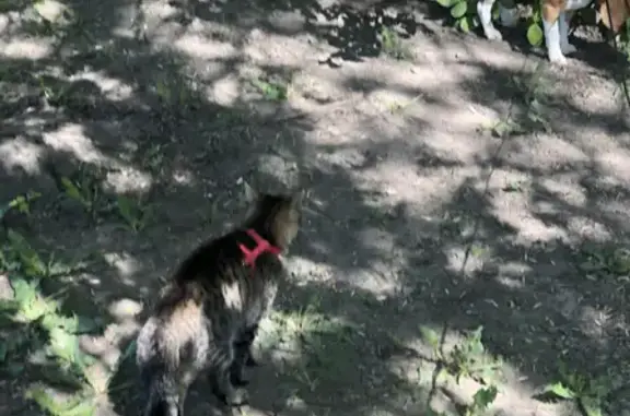 Пропала кошка на Краснопутиловской, возле скорой и гаражей