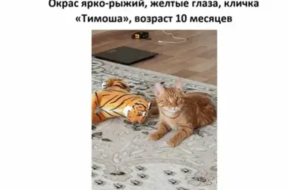 Кошки потеряшки, Московское, фото: Потеряшка кошка Тимоша, Боровая ул. 17