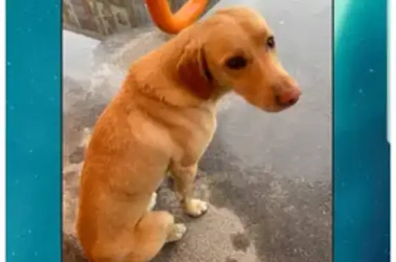 Собака найдена на Ясной улице