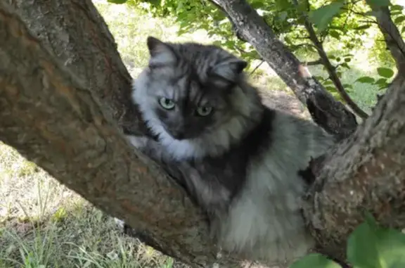 Пропала кошка Сюзанна, Воскресенка, Самарская область