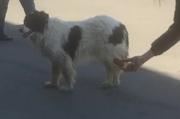 Найдена собака около метро Автозаводская в Москве