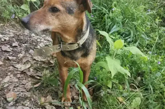 Собака Мальчик найдена в Краснодарском крае