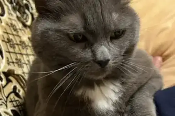 Пропала кошка Муся на Сормовской улице, 28 в Кирове
