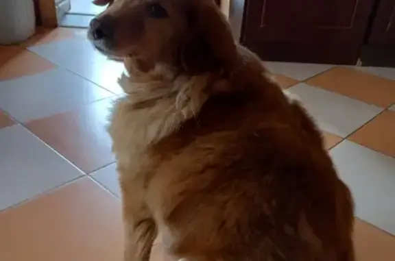 Пропала собака рыжего окраса в СНТ Виктория, Рощино