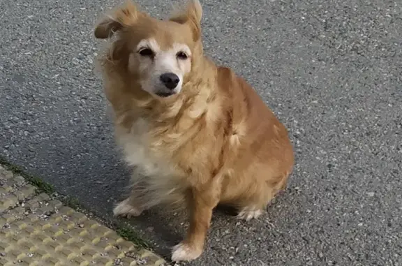 Найдена маленькая рыжая собака на ул. 40-летия Победы, 35