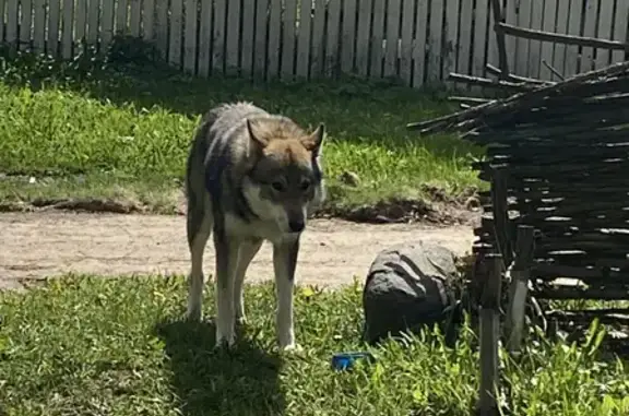 Найдена собака в Деревне Когаево, Лютово