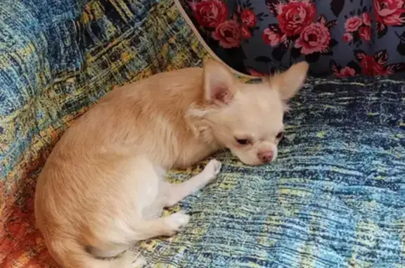 Собаки потеряшки, Санкт-Петербург, фото: Потеряшка рыжий щенок Чихахуа возле Гаккелевской улицы в СПб