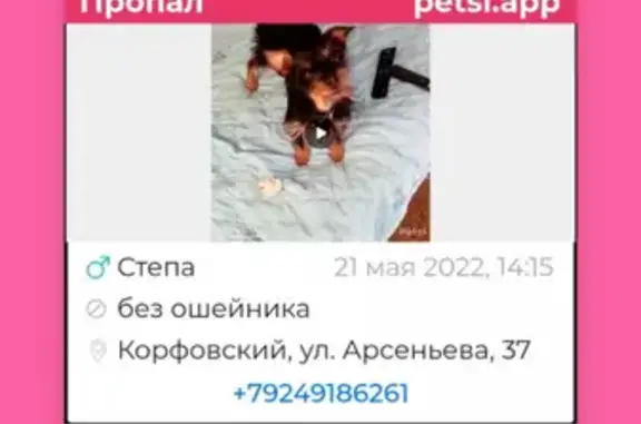 Пропала собака на улице Арсеньева, 37