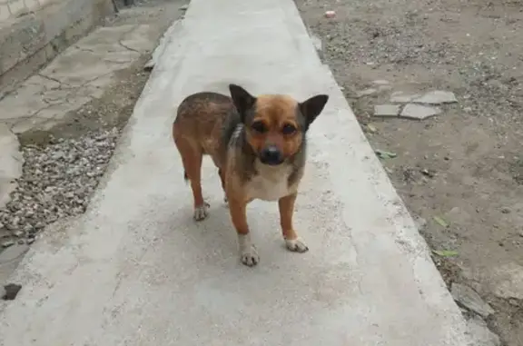 Найдена собака на Молодой улице, Минеральные Воды