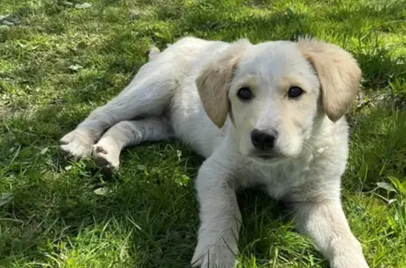 Найден щенок в Ящерово Левое, Московская область