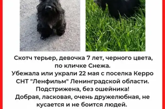 Пропала собака на улице Керро-2 Снт 175