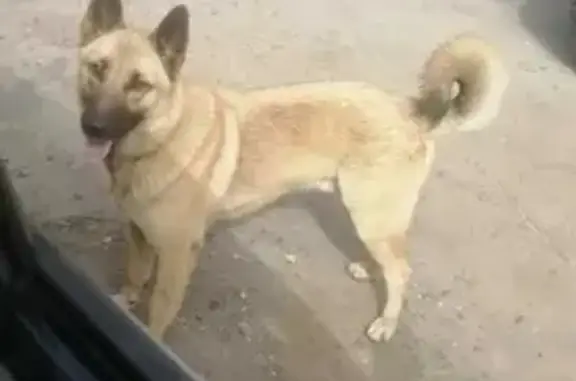 Собаки потеряшки, Санкт-Петербург, фото: Потеряшка молодой мальчик-помесь собаки по Фонтанке, СПб