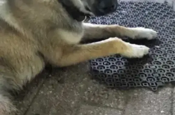 Найдена собака, Калининград, фото: Найдена собака на ул. Павших, Калининград