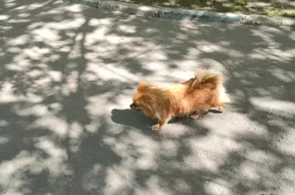 Собака найдена на Челябинской ул. 21 в Москве