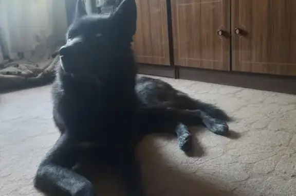 Собаки потеряшки, Санкт-Петербург, фото: Потеряшка Хаски на Дворцовом проспекте, СПб