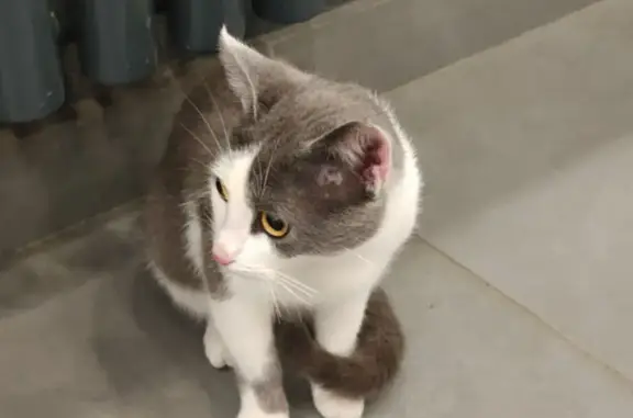 Найдена домашняя кошка на Сосновой улице, Котельники