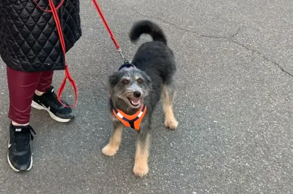 Собаки потеряшки, Санкт-Петербург, фото: Потеряшка собака на Пискарёвском проспекте