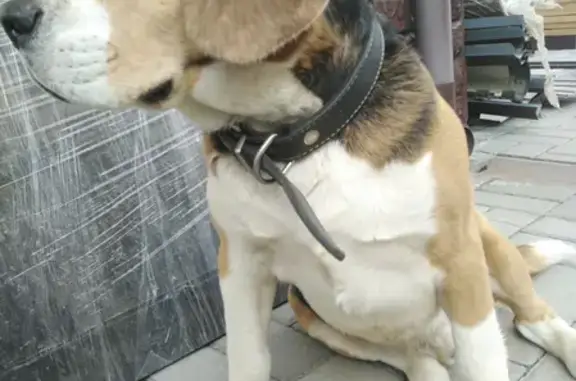 Пропала собака Бигль в Ивановке, Тульская область