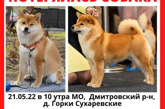 Пропала собака в Московской области, вознаграждение.