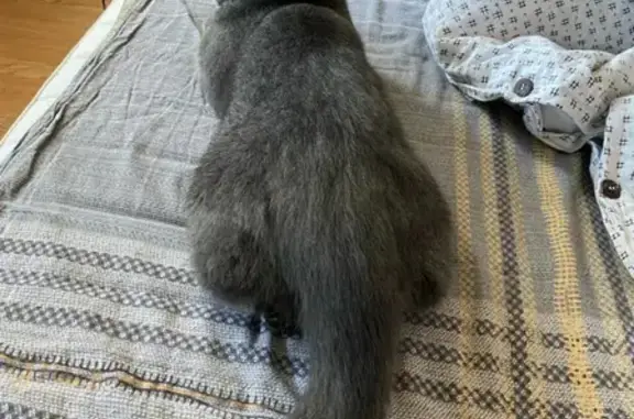Пропал серый кот на Березовой, 12 в Видном