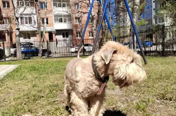 Собаки потеряшки, Томск, фото: Потеряшка собака Боня, р-н Богашево, тел. 8-983-343-12-81