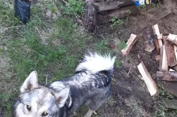 Найдена вежливая собака Мальчик лайка в Новоасбесте